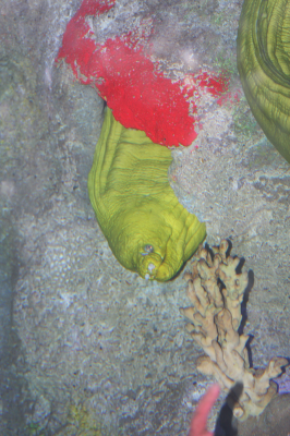 indyzoo-005.png